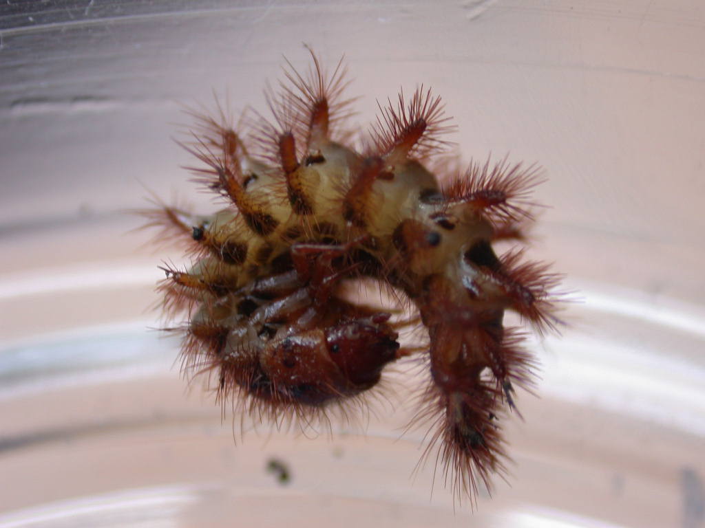 Larva di Drilidae